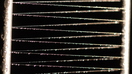 Reino Unido prueba el impacto de las armas biológicas estudiando telarañas con peste y ébola