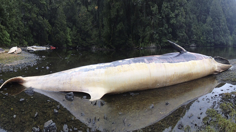 "Una imagen apocalíptica": ¿Por qué más de 330 ballenas mueren varadas en las costas de Chile?