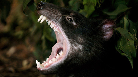 Los demonios de Tasmania hacen cuestionar la rareza de los cánceres contagiosos