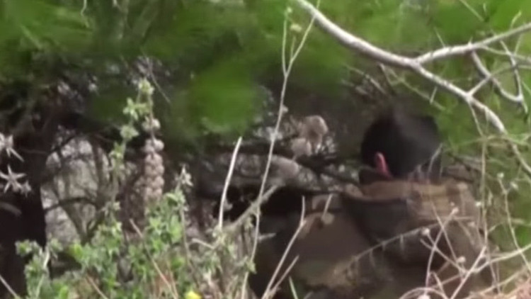 Video: El Ejército sirio retoma el control de un pueblo estratégico del norte del país