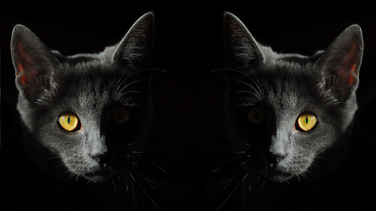 ¿Su gato lo está vigilando?: Científicos describen una rara enfermedad mental