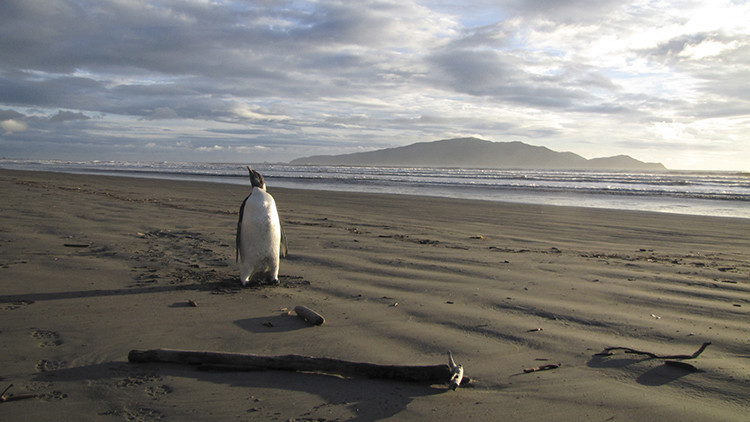 Video: Un gigantesco iceberg puede causar la extinción de los pingüinos adelaida en la Antártida