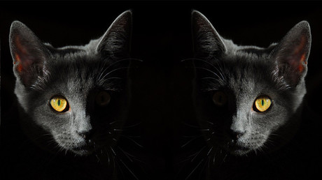¿Su gato lo está vigilando?: Científicos describen una rara enfermedad mental