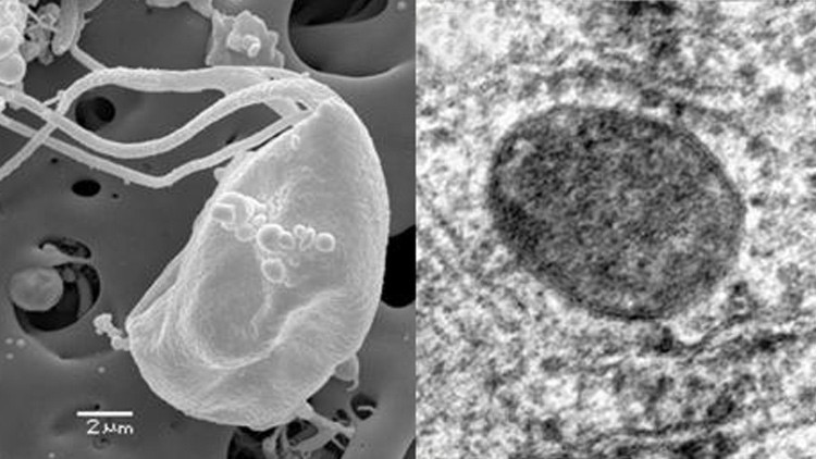 Hallan un microbio 'imposible' que contradice a la ciencia