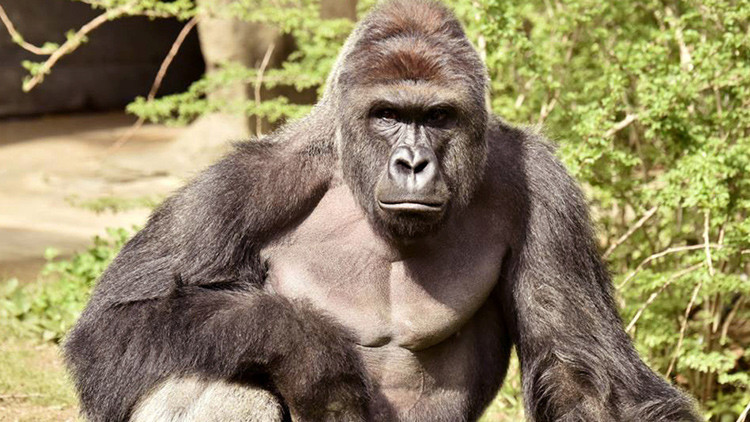 VIDEO DRAMÁTICO: Un niño cae al foso de un gorila en un zoológico y lo matan para salvar al menor