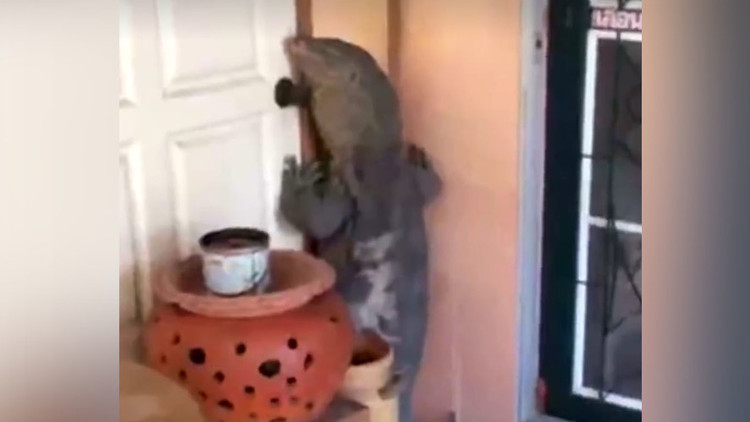 Un lagarto gigante se pone a dos patas e intenta entrar en una casa