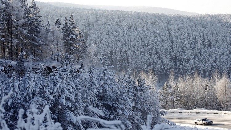 Encuentran respuesta a la anomalía del bosque siberiano