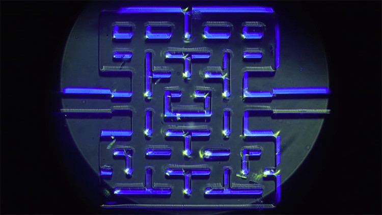 ¿Por qué estos científicos noruegos quieren que los microorganismos jueguen al Pac-Man? (video)