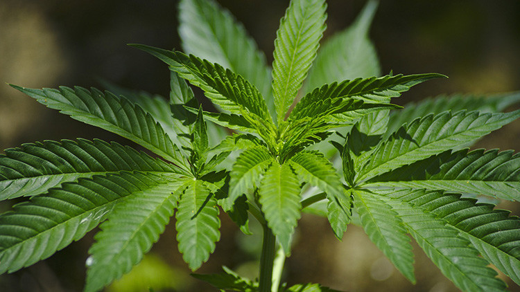 Descubren un nuevo peligro de la marihuana
