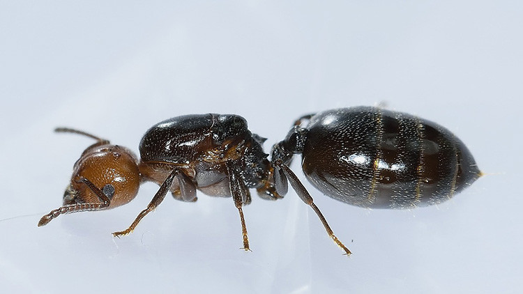 Superhormigas invasoras de origen asiático toman el Reino Unido