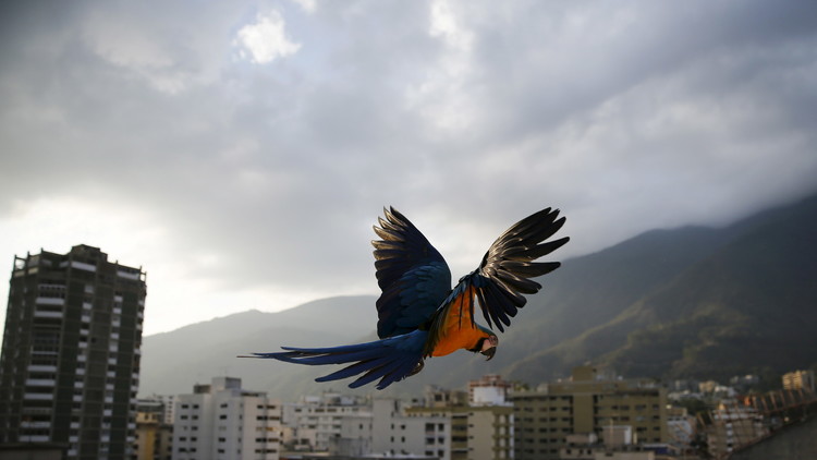 La extraordinaria historia del venezolano que quiso hacer de Caracas una nueva Venecia