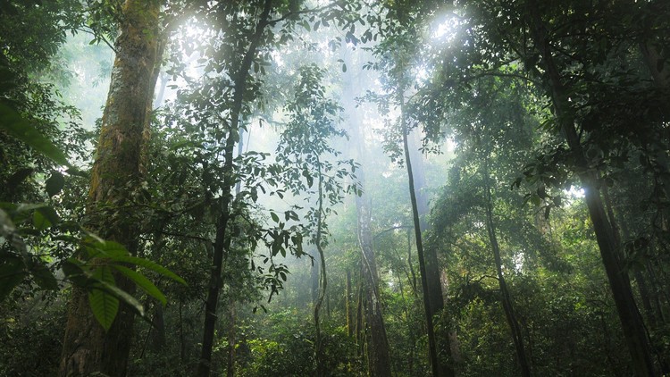 Fotos: Conozca a los 'Mowgli' de nuestros días