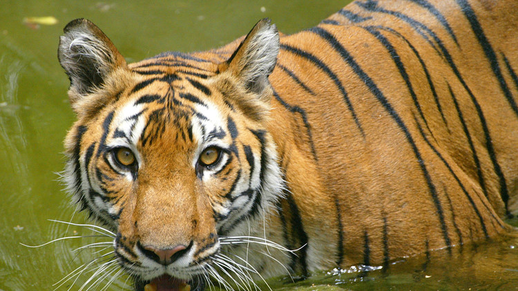 Científicos revelan qué animales podrían desaparecer para el año 2100