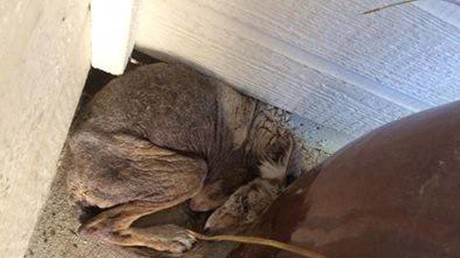 FOTOS: Creyó que había salvado a un perro enfermo, pero al final se llevó una gran sorpresa