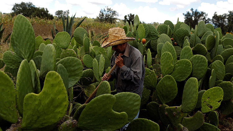 Cambio climático amenaza la agricultura de América Latina
