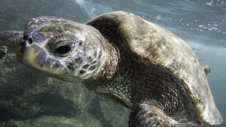 Obama crea la mayor reserva natural del planeta en su tierra natal
