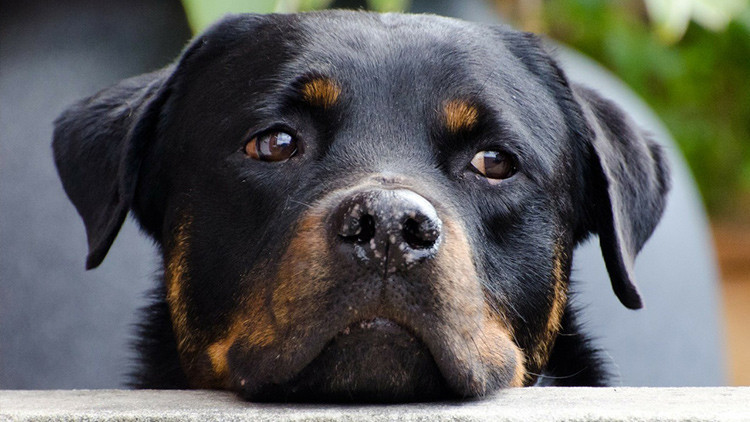 Animalistas desnudan y golpean a un violador de perros en China (VIDEO +18)