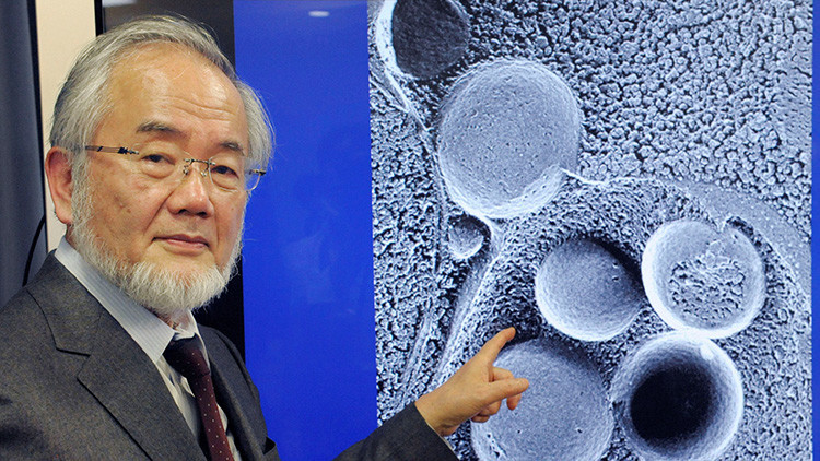 Premio Nobel de Medicina por un estudio sobre la autofagia: ¿Qué rayos es esto?