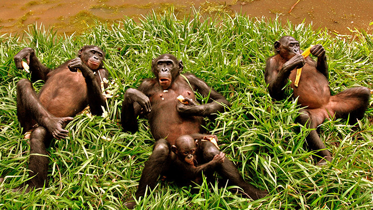 Los humanos provocamos la extinción de 72 especies al día