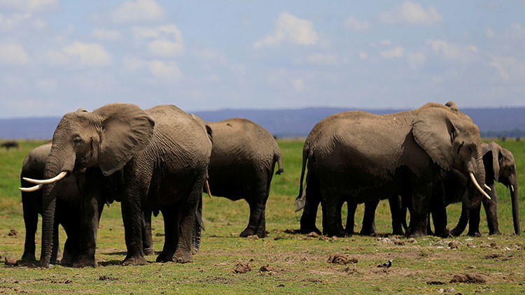 La caza furtiva provoca una grave mutación genética a los elefantes africanos