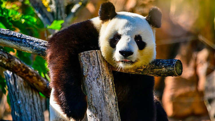 No siempre son tan entrañables: Una osa panda hiere de gravedad a un conservacionista chino