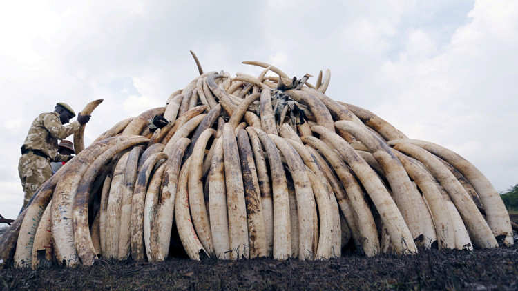 El 'dragón' se apiada del elefante: China, el mayor consumidor de marfil, prohibirá su venta en 2017