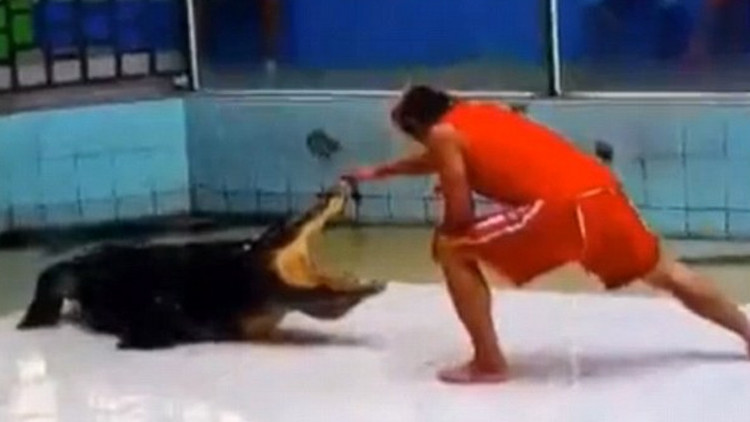 VIDEO: Un cocodrilo muerde el brazo de su entrenador y realiza un 'giro mortal'