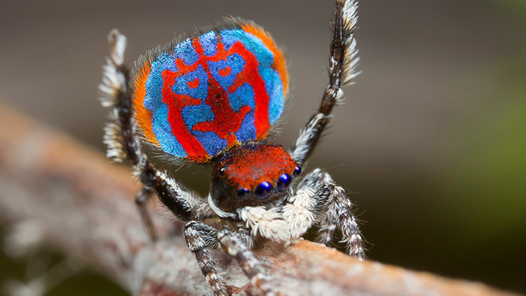 El animal más mortífero de Australia no se arrastra ni tiene ocho patas