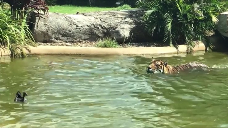 Batalla desigual: "El pato más valiente del mundo" desafía a un tigre y sale vencedor