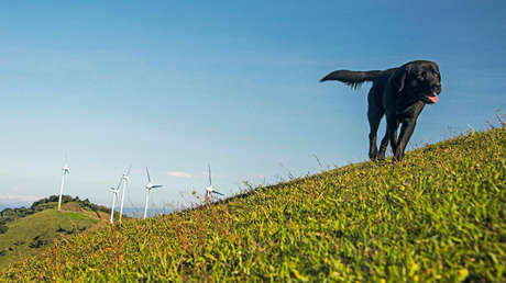 Un perro corre cerca de la planta eólica de Santa Ana, en Costa Rica