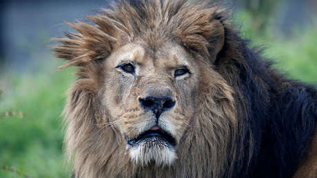 Tres leones atacan y matan a dos personas en Jordania