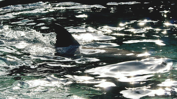 FOTO: Descubren una nueva especie de tiburón fantasma con dientes de conejo