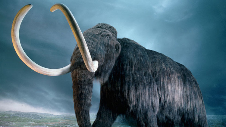 Un ambicioso proyecto pretende 'resucitar' a los mamuts en dos años