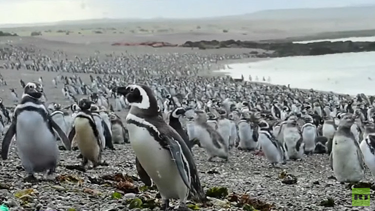 VIDEO: Más de un millón de pingüinos inundan las costas argentinas en un 'viaje de placer'