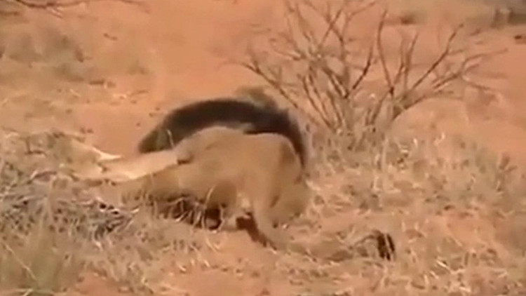 FUERTES IMÁGENES: Cazadores matan a un león salvaje segundos antes de ser atacados