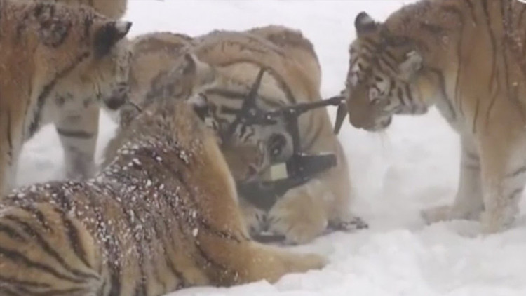 La triste verdad que podría ocultarse detrás del video viral de los tigres que persiguen a un dron