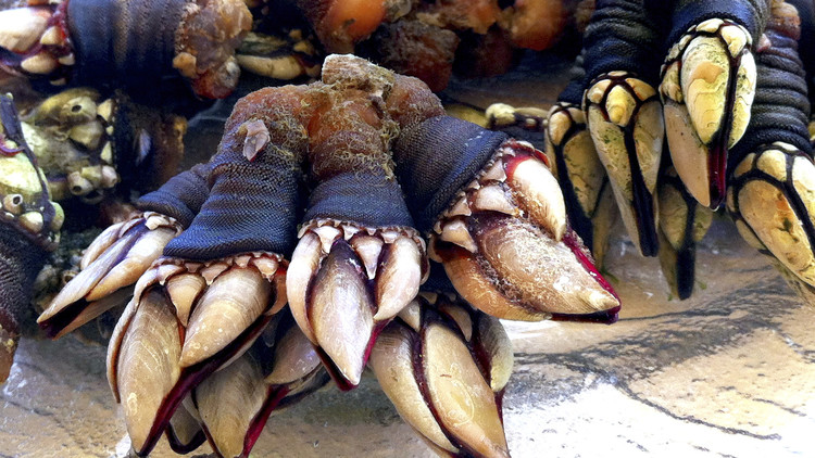 ¿Se atrevería a comer esto?: Siete comidas populares en España, pero muy raras para los extranjeros