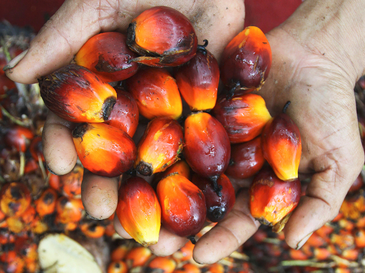 Porque se utiliza tanto el aceite de palma