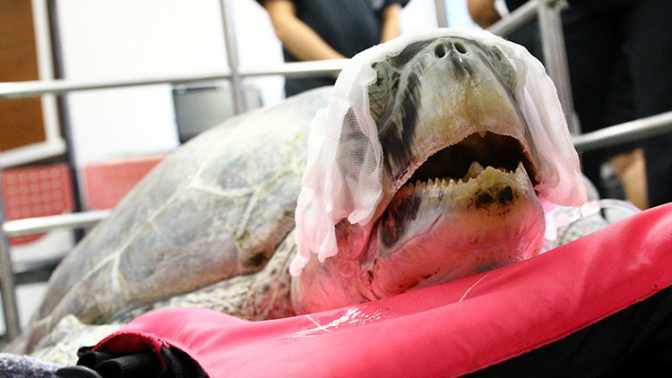 Tailandia: Extraen 915 monedas del estómago de una tortuga