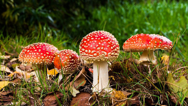Descubren fósiles de hongos intactos desde hace casi 100 millones de años (FOTOS)