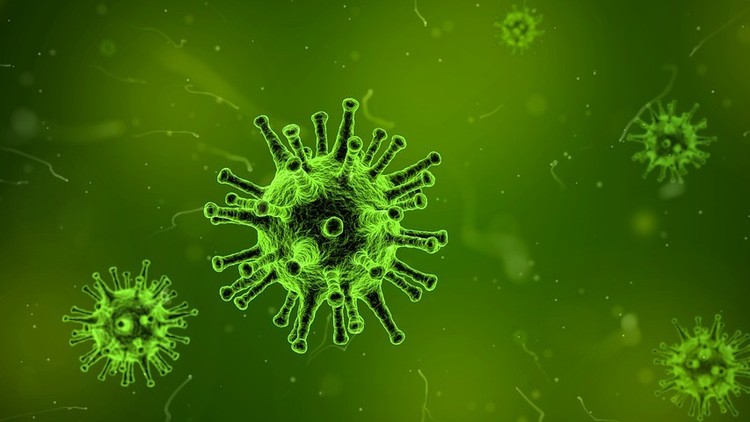 Alertan sobre la propagación de un hongo infeccioso mortal en EE.UU.