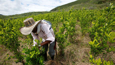 Un agricultor limpia cultivos de coca en el departamento de Cauca, Colombia, el 27 de enero de 2017.