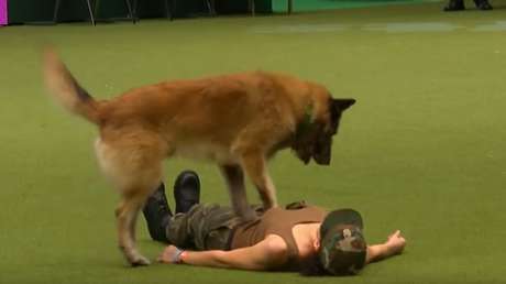 Los increíbles primeros auxilios de un perro a su dueña
