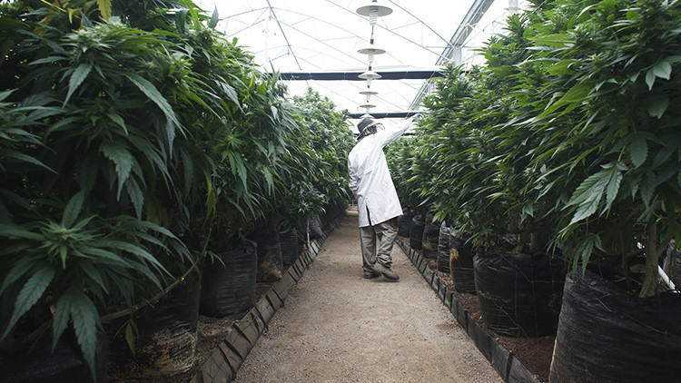 Mamá Cultiva: "La terapia con cannabis es natural, efectiva, económica y segura"