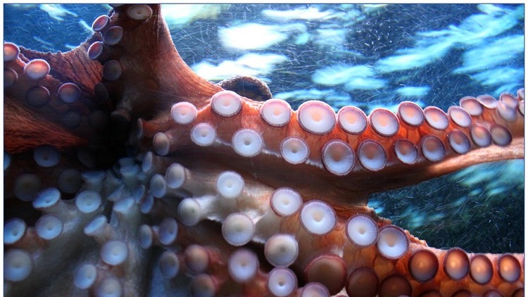 El 'jinete' menos pensado: Así monta un pulpo a un delfín (Foto única)
