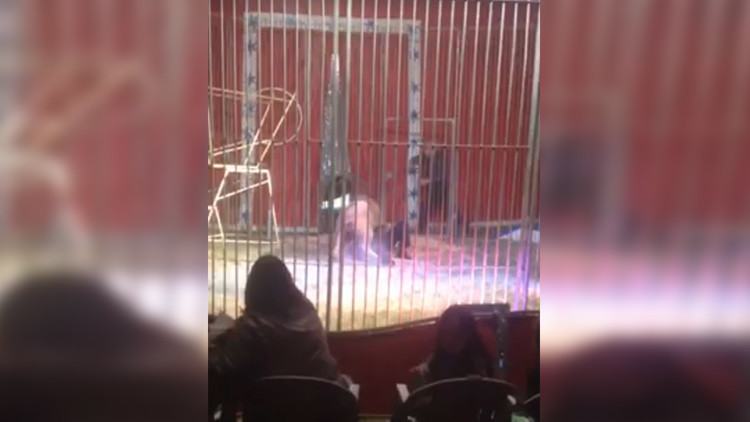 Un domador es atacado por un león y lo salva su esposa (VIDEO FUERTE)