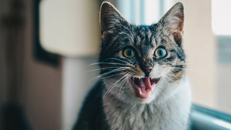 Esta es la terrible realidad detrás de los apretujones a los gatos