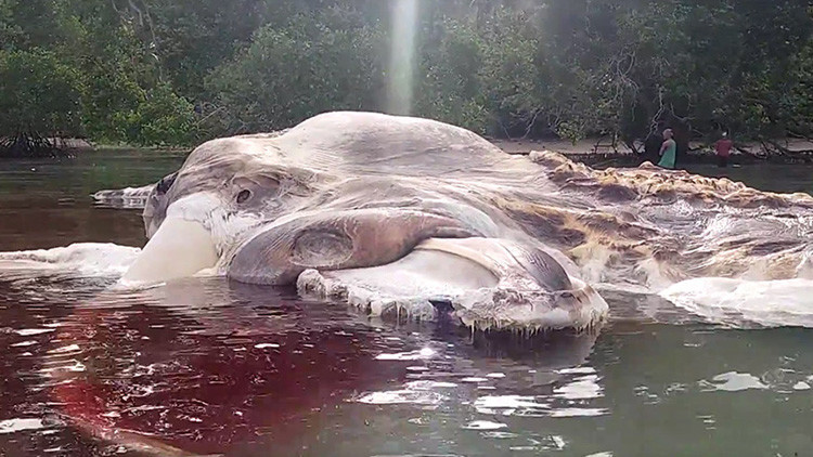Cadáver gigante de una monstruosa criatura desconcierta a los científicos (Fotos, videos)