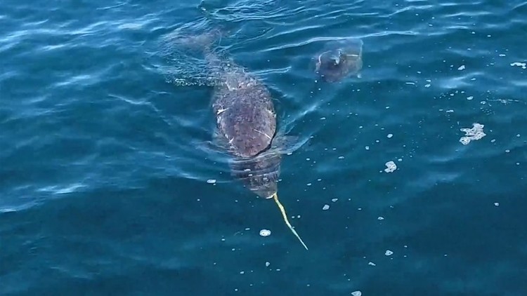 Graban por primera vez cómo los unicornios marinos golpean a sus víctimas