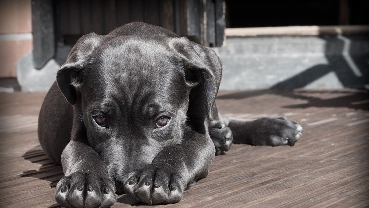 Conmovedoras imágenes: Un perro 'abraza' a su dueño accidentado